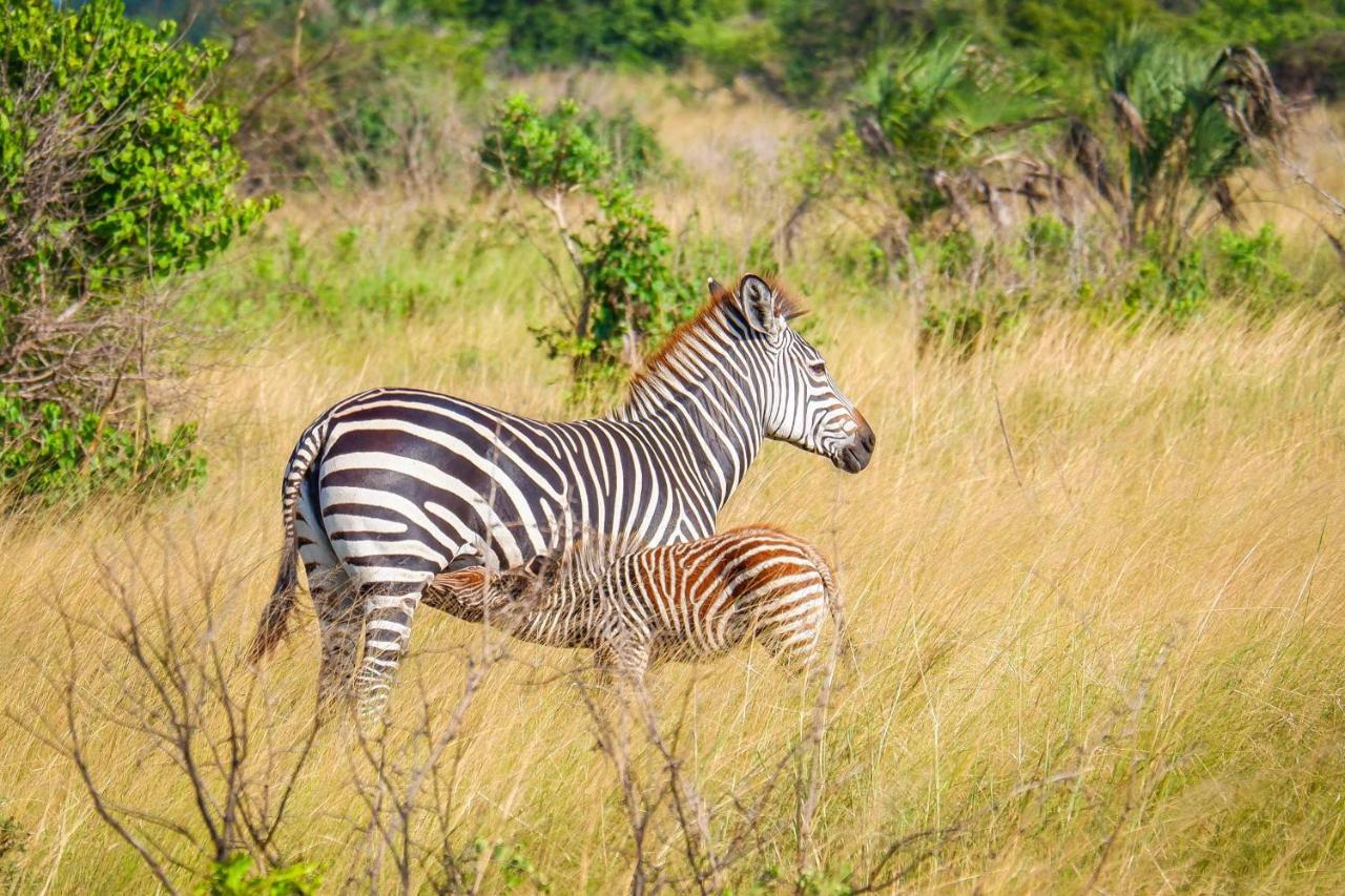 Saadani Safari Lodge Buitenkant foto