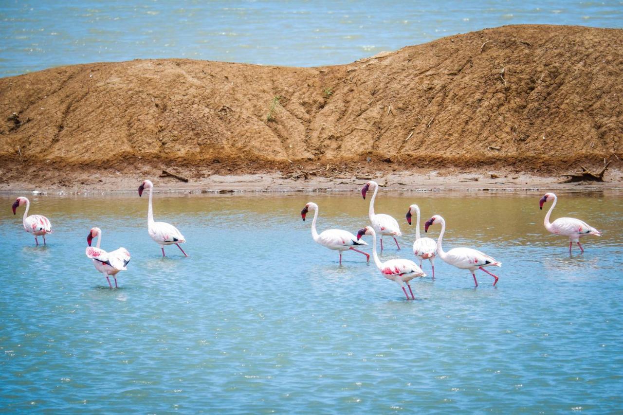 Saadani Safari Lodge Buitenkant foto