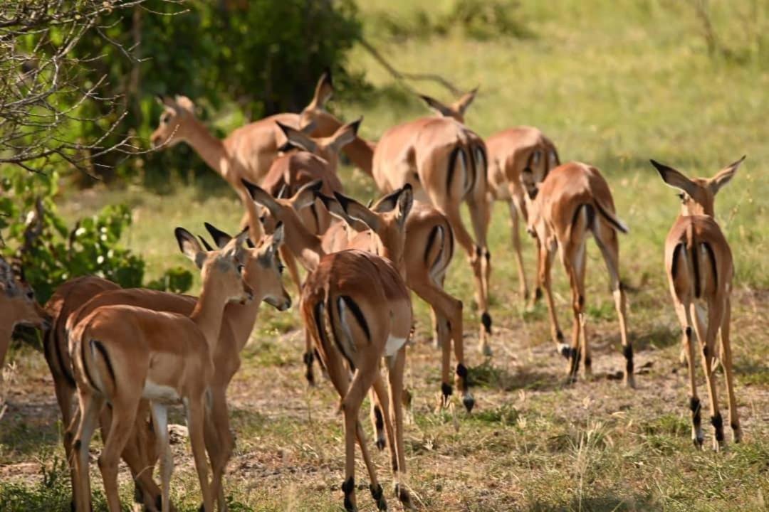 Saadani Safari Lodge Buitenkant foto