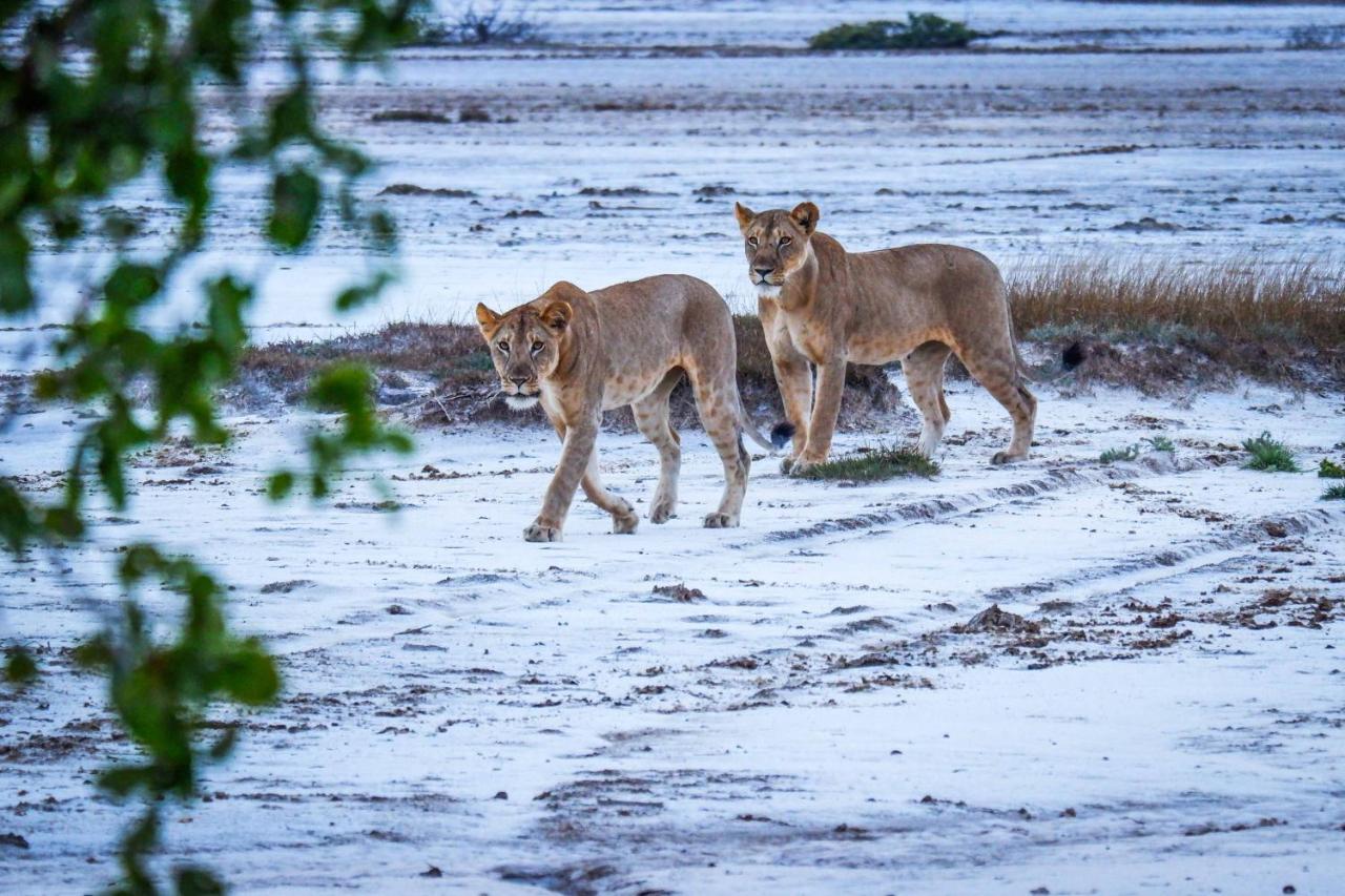 Saadani Safari Lodge Buitenkant foto