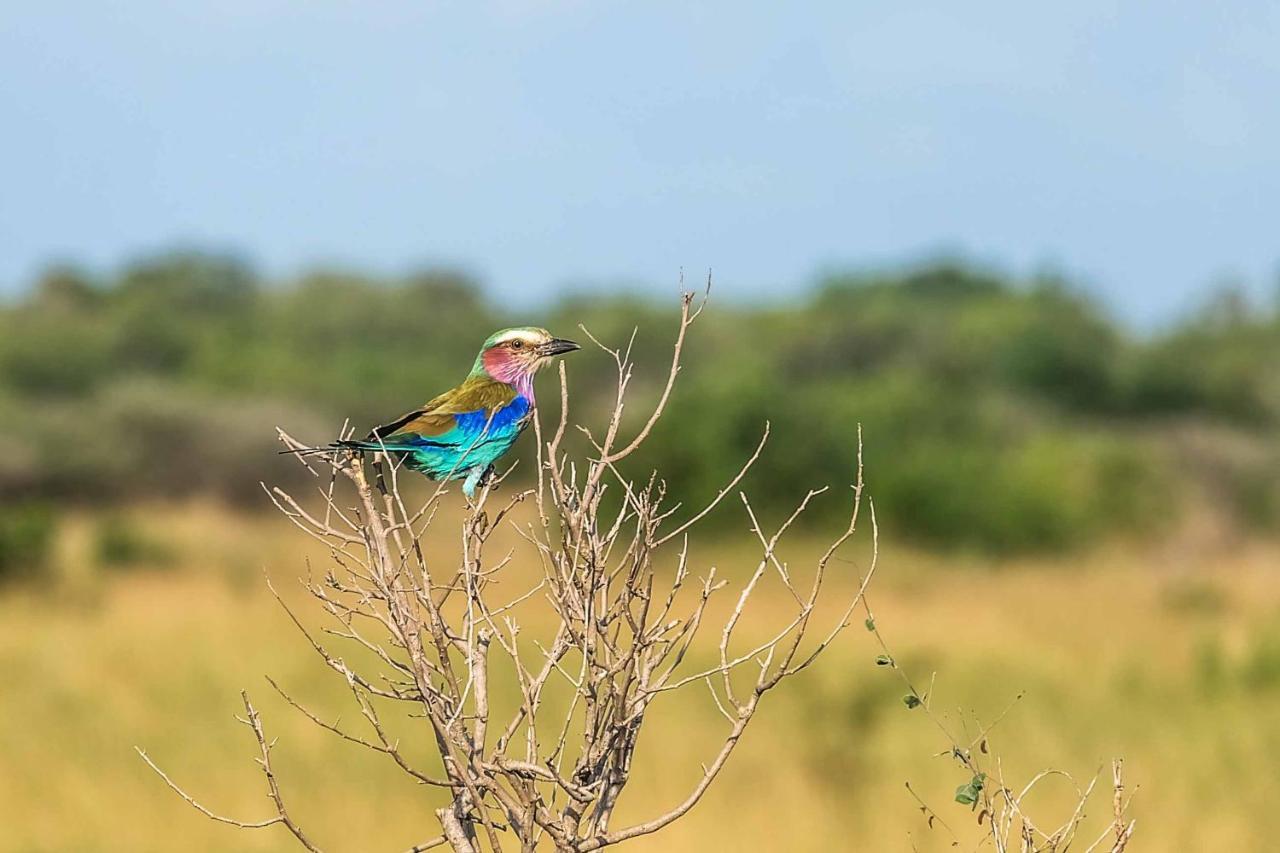 Saadani Safari Lodge Buitenkant foto